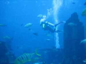 Dubai Aquarium en Underwater Zoo: ticket of niet?