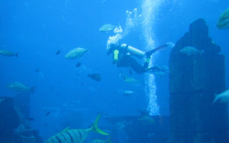 Dubai Aquarium en Underwater Zoo: ticket of niet?
