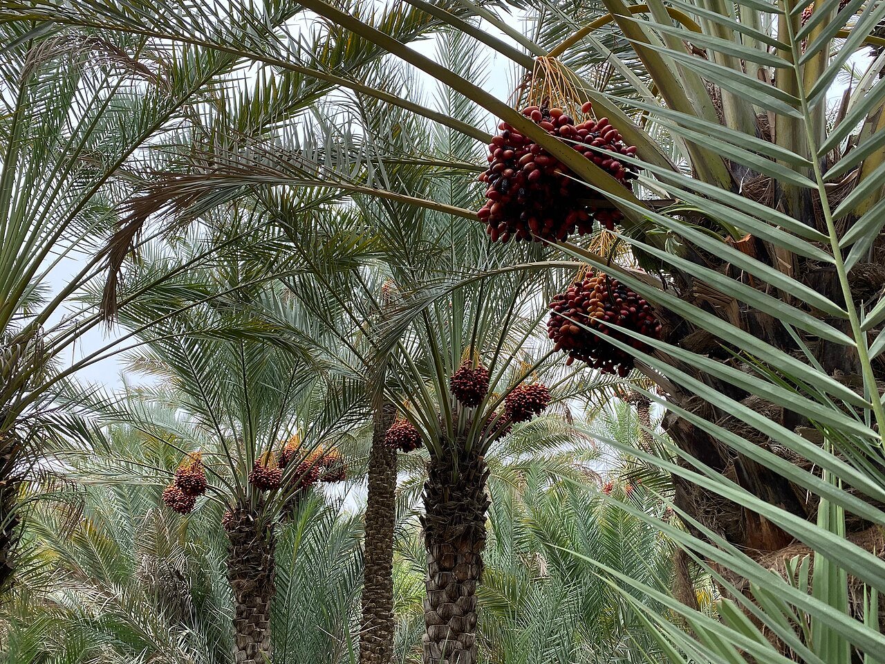 Palmbomen en oude irrigatiekanalen in de groene oase van Al Ain