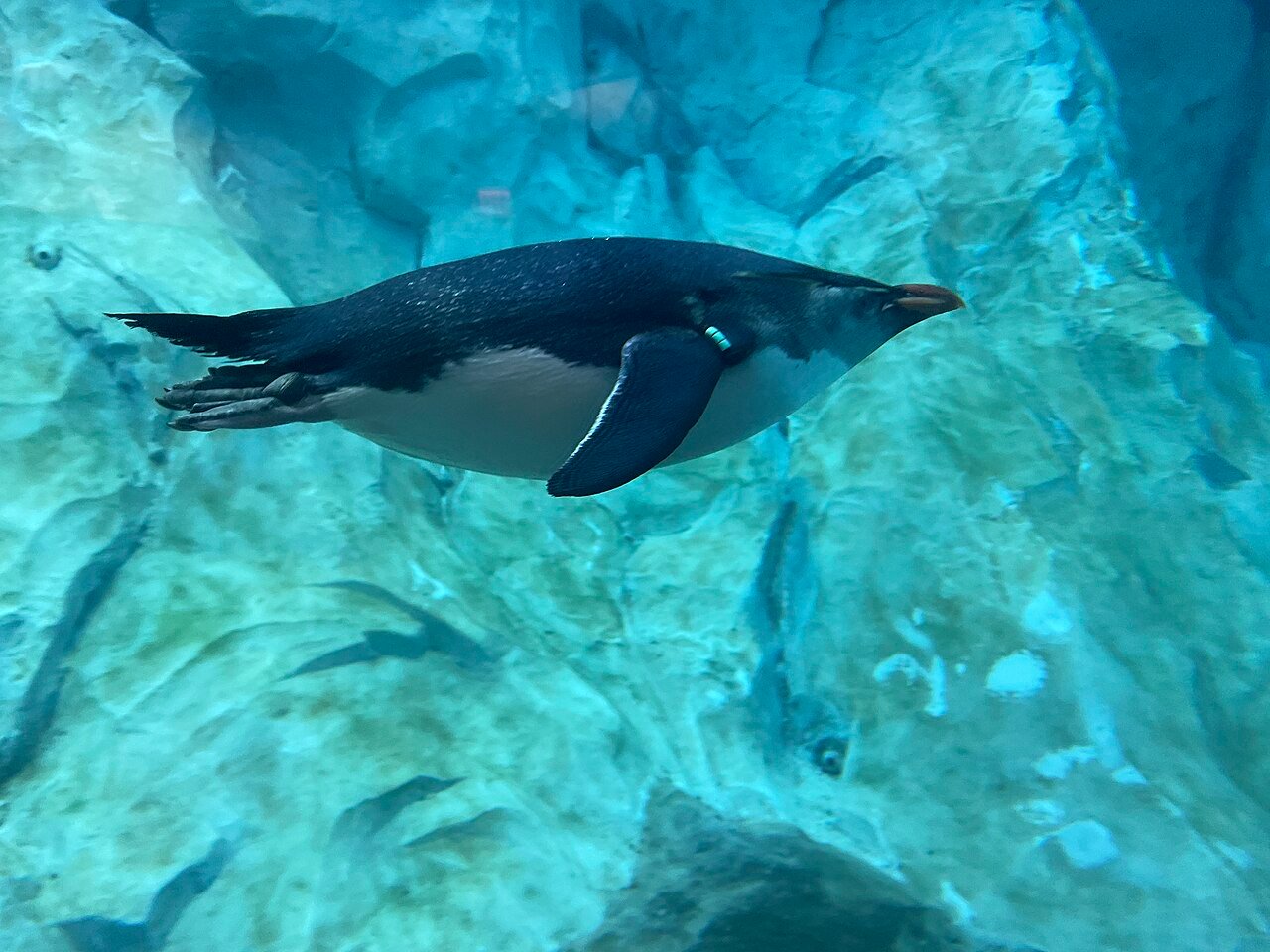 Ezelspinguin zwemt onder water langs de rand van een bassin